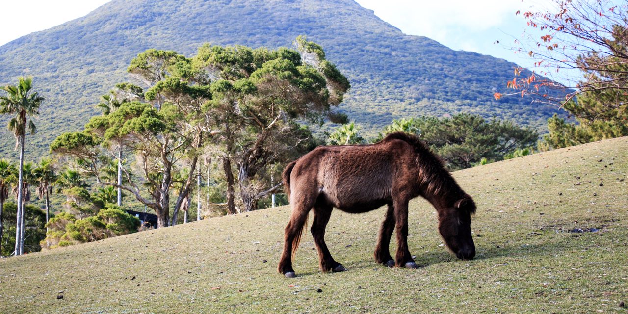 Meet one of 8 species of indigenous horses of Japan