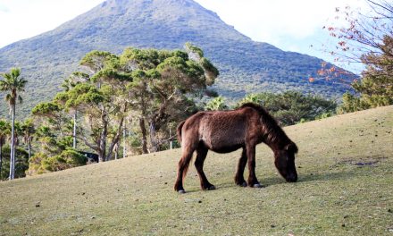 Meet one of 8 species of indigenous horses of Japan