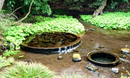 Spring water from Mt. Fuji counted as one of the Japan’s three clear stream