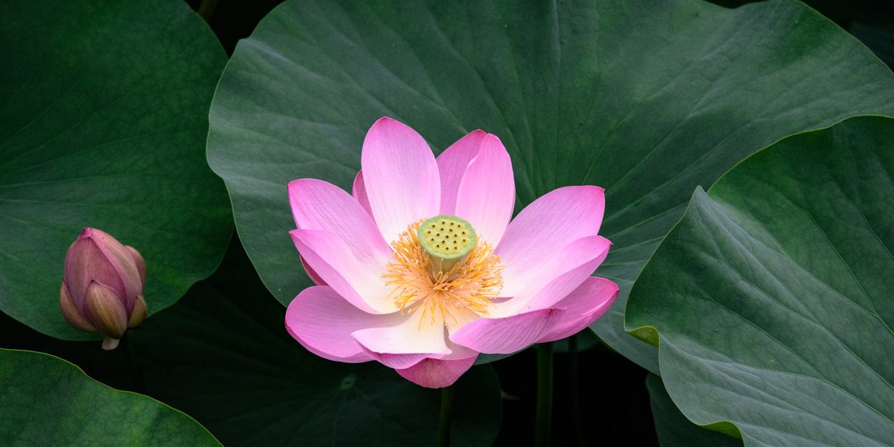 Oga Lotus in Chiba Park – Ancient lotus that has grown from a 2000-year-old seed