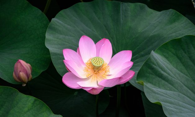 Oga Lotus in Chiba Park – Ancient lotus that has grown from a 2000-year-old seed