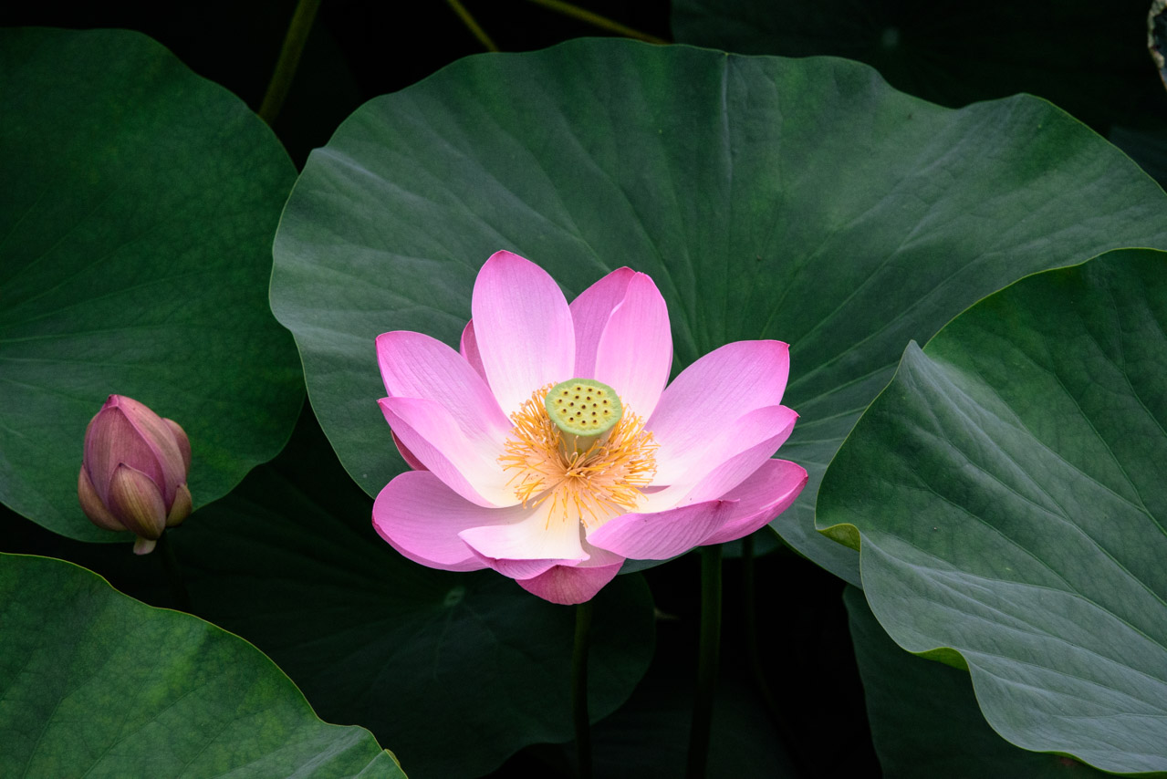 Oga Lotus in Chiba Park Oga Lotus in Chiba Park