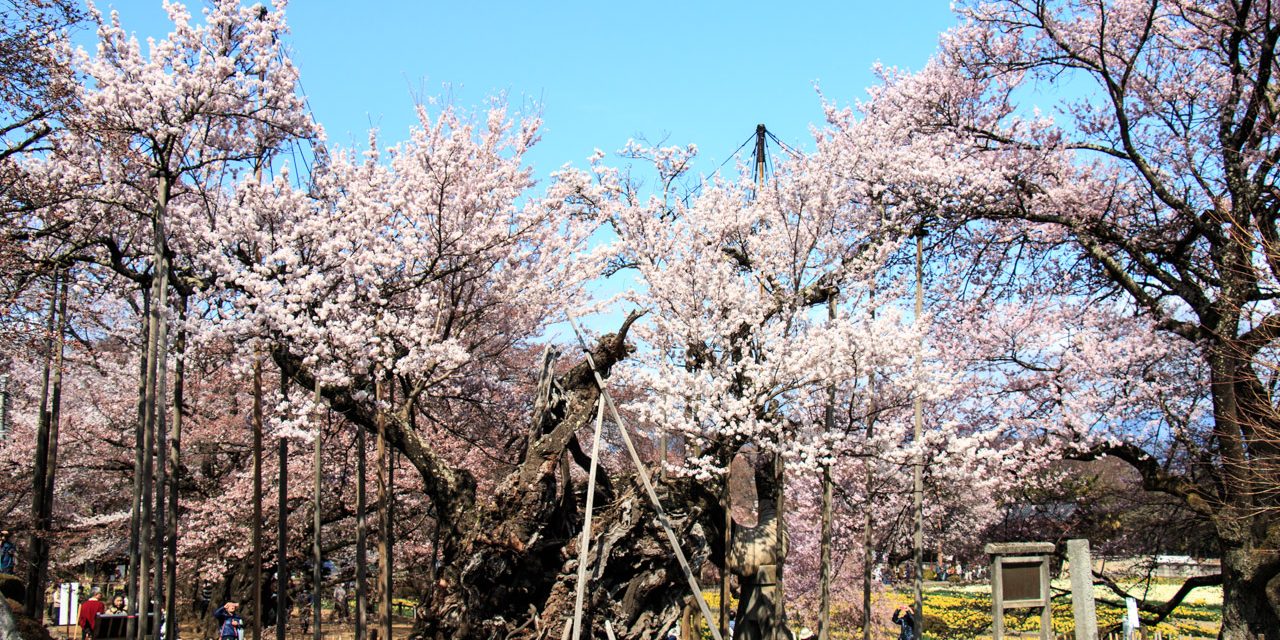 Oldest cherry blossom tree called Yamataka No Jindai Zakura