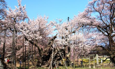 Oldest cherry blossom tree called Yamataka No Jindai Zakura