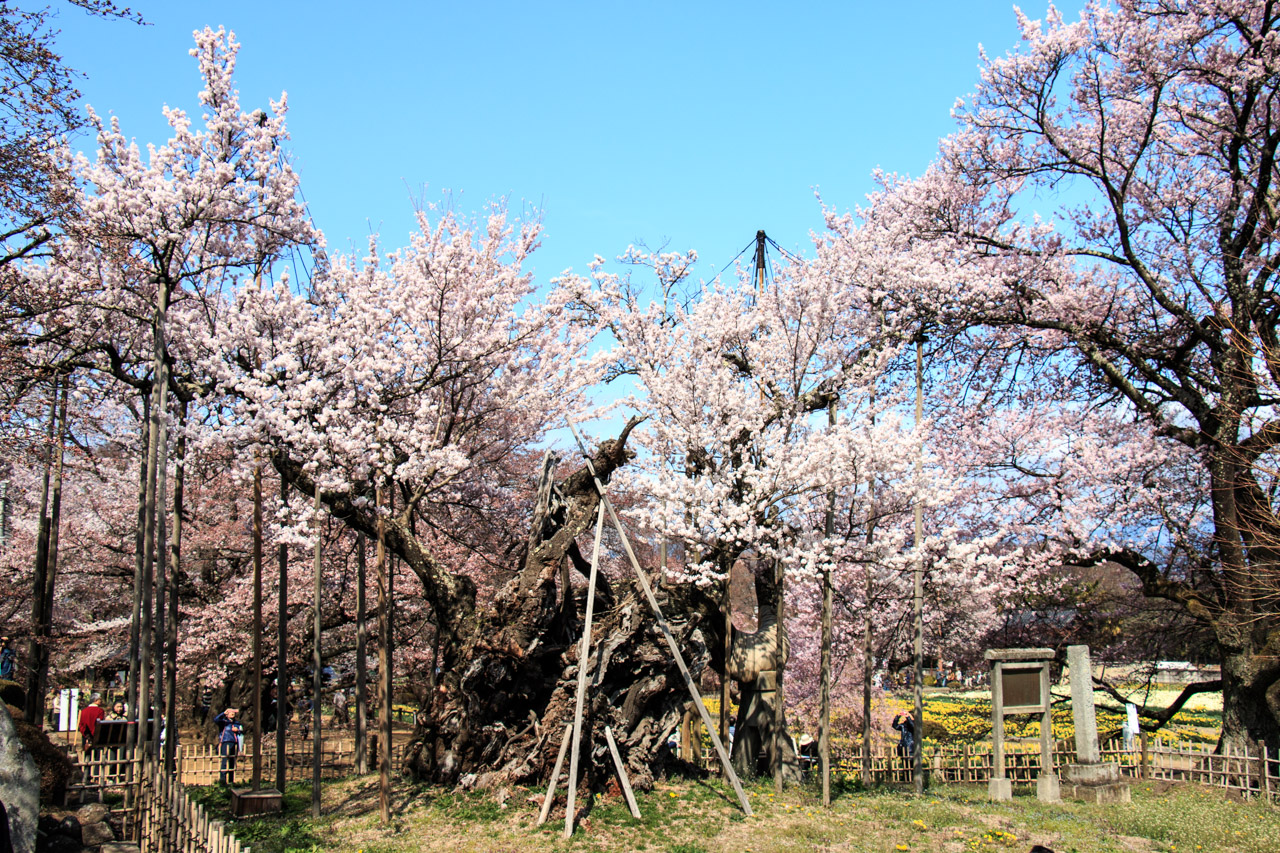 Yamataka No Jindai Zakura Yamataka No Jindai Zakura