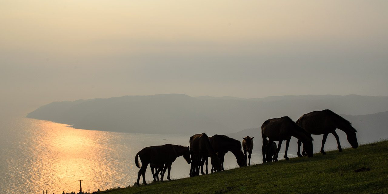 The cape where Misaki horse (traditional Japanese horse) pasturing