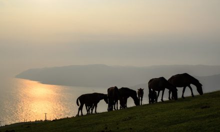 The cape where Misaki horse (traditional Japanese horse) pasturing