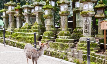 Shrine Situated at the Foot of Mt. Mikasa Where Virgin Nature Still Remains