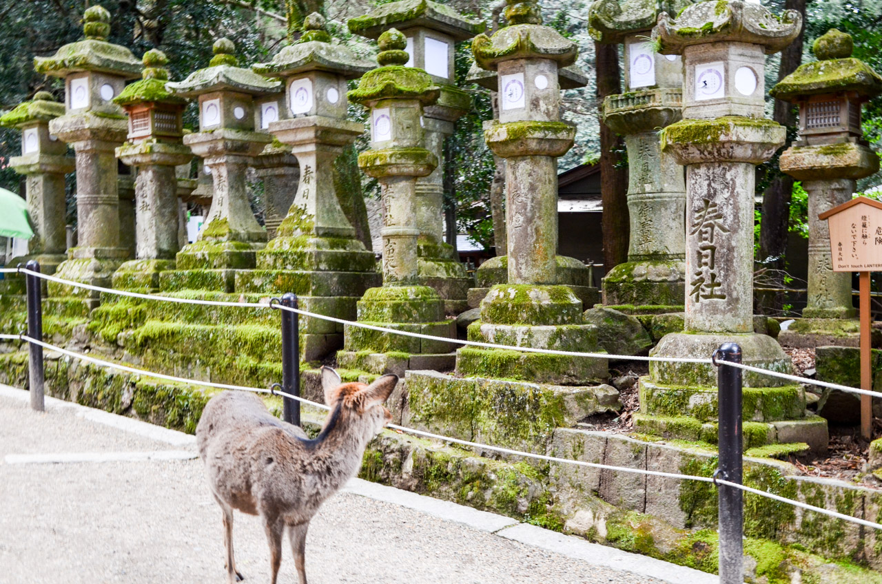 Kasuga Taisha Kasuga Taisha